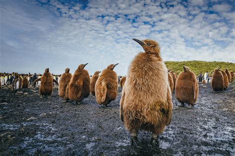 Poolcirkel oversteken via Falklandeilanden Zuid Georgië