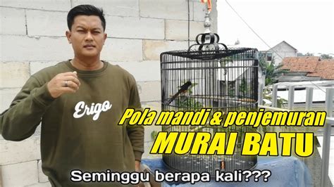 Waktu Yang Tepat Memandikan Menjemur Murai Batu Graha Kelud Youtube