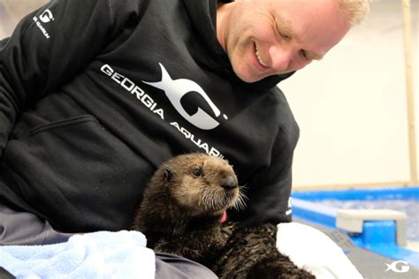 Rescued Sea Otters Pups Arrive at Georgia Aquarium - ZooBorns