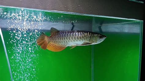 Arowana Golden Red Hb Blue Youtube