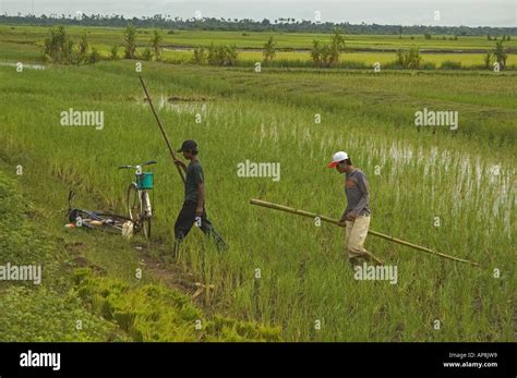 Cambodia Siem Reap workers leaving rice fields Stock Photo - Alamy