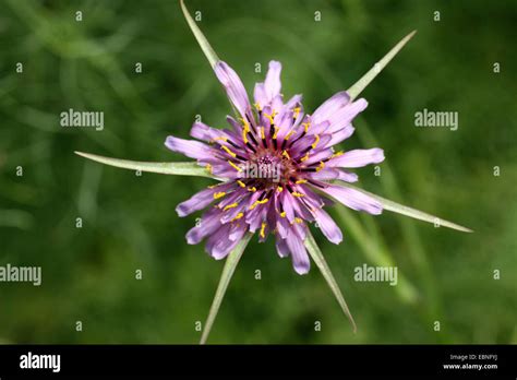 Common Salsify Oyster Plant Purple Goats Beard Tragopogon