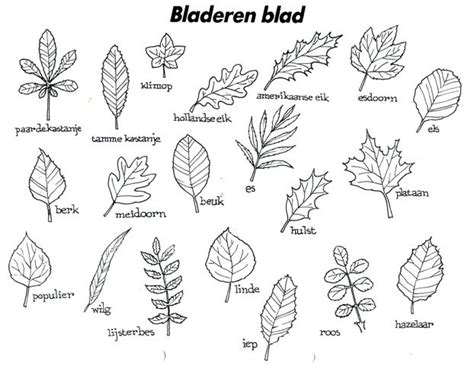 Uitstapje Bladeren Ontdekken Herfst Activiteiten Herfst Bomen Boom