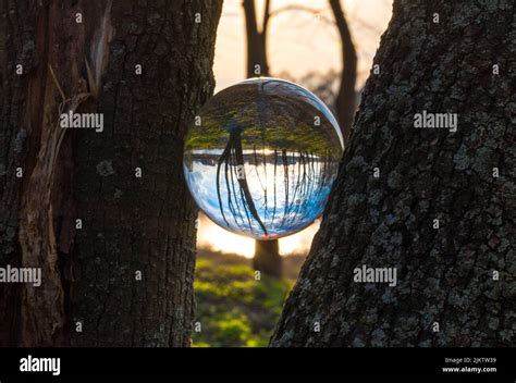 A Crystal Ball Placed Between Tree Trunks Is Reflecting A Woody