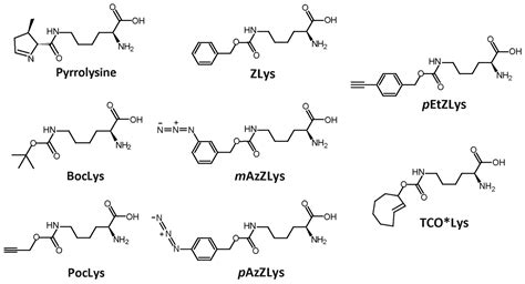 Ijms Free Full Text Crystal Structure Of Pyrrolysyl Trna Synthetase