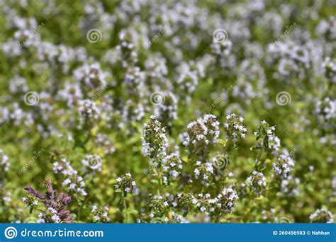 Garden Thyme Stock Image Image Of Green Thymus German