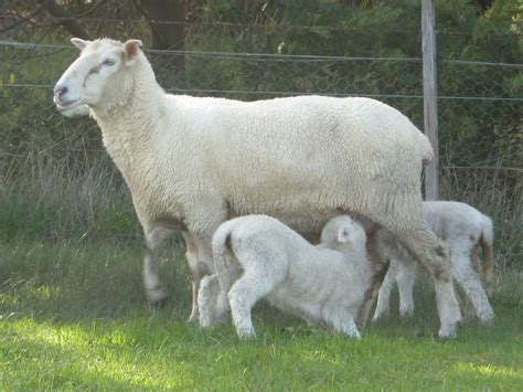 Ewe And Lambs Ewe And Lambs Feeding Brittgow Flickr