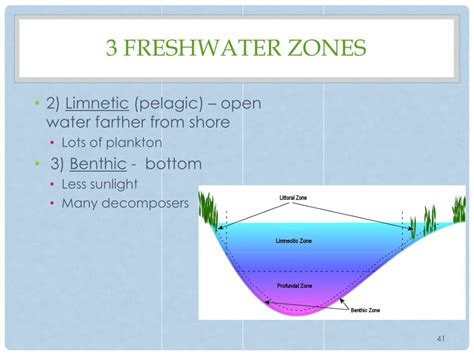 Five Aquatic Zones In Freshwater Ecosystems