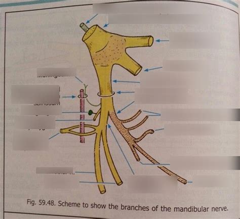 mandibular nerve Diagram | Quizlet