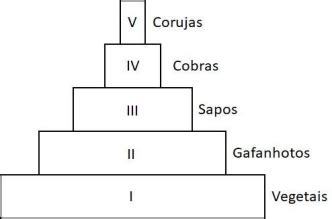 Unitau Pir Mides Ecol Gicas S O Esquemas Gr Ficos Que Representam