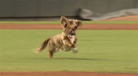 Runaway Wiener Dog Crashes Ball Game And Has The Time Of His Life