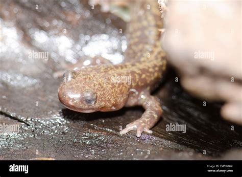 noboribetzu salamanders  res stock photography  images alamy
