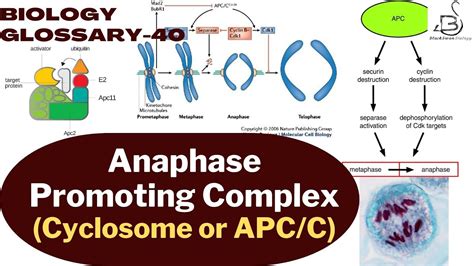 Anaphase Promoting Complex Apc C Cell Cycle Biology Glossary