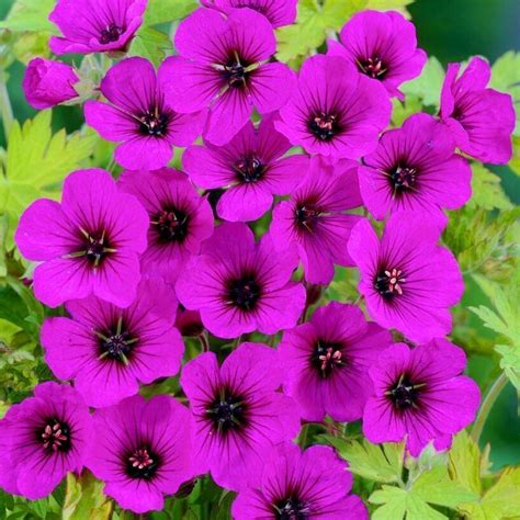 Каталог от магазина Клуба садоводов-профессионалов