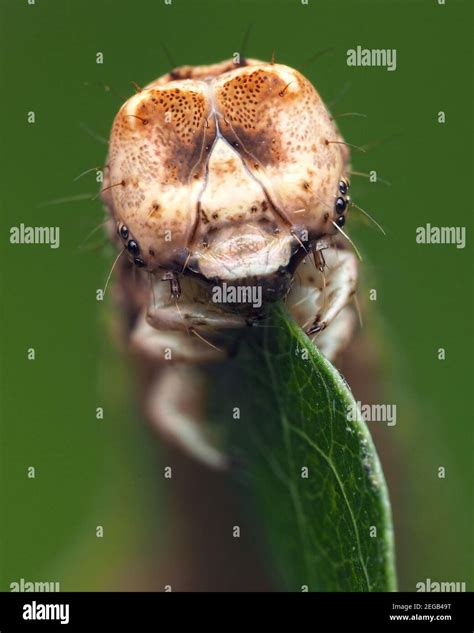 Scalloped Oak Moth Caterpillar Hi Res Stock Photography And Images Alamy