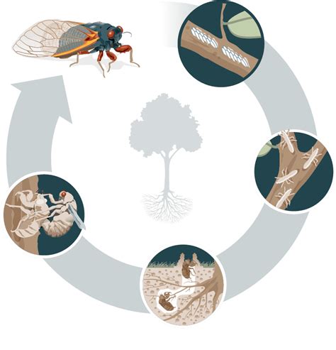 Describe the Life Cycle of a Brood X Cicada.