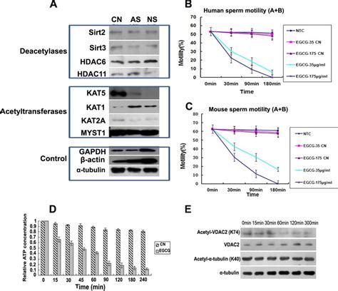 Lysine Acetyltransferases Deacetylases And VDAC2 Lys 74 Acetylation