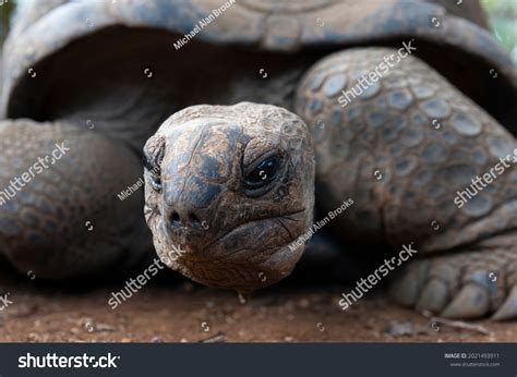 41 Turtle Hump Images Stock Photos And Vectors Shutterstock