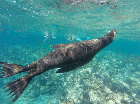 La Paz Snorkeling Trip To Espiritu Santo Island