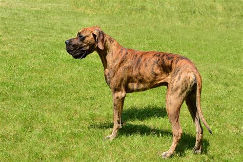 Brindle Great Dane 101: A Helpful Guide - Great Dane K9