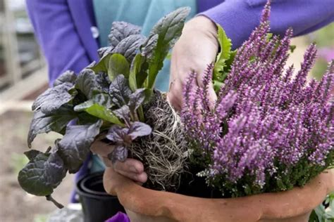 De Beste Bloeiende Planten Voor Bijen En Hommels Gardeners World