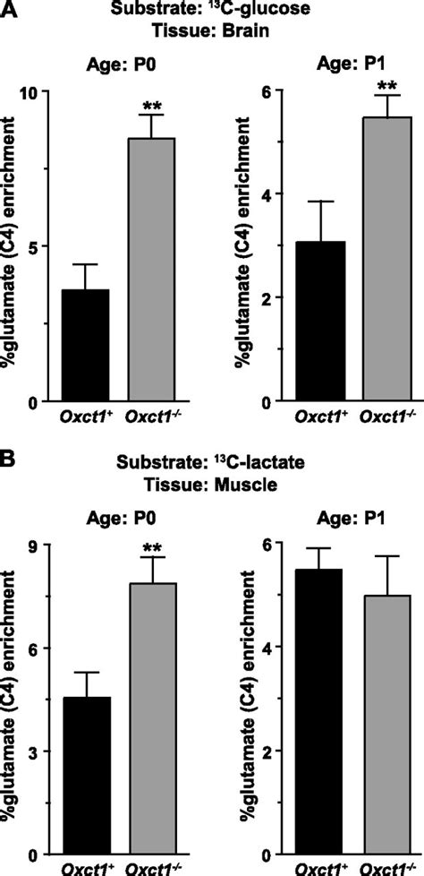 Obligate Role For Ketone Body Oxidation In Neonatal Metabolic