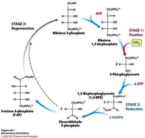 Chapter 10 Photosynthesis Borzuya University