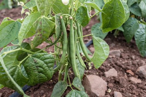 Quand Semer Les Haricots Verts Paroles De Jardiniers