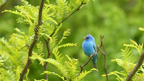 Bing image: Indigo bunting - Bing Wallpaper Gallery