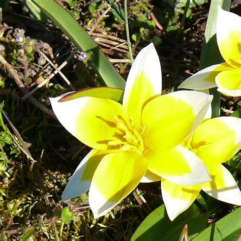 Tulipa tarda, Tulip (Species) Tarda Tulip in GardenTags plant encyclopedia