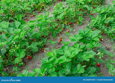 Strawberry Plantation in the Vegetable Garden in the Village Stock ...