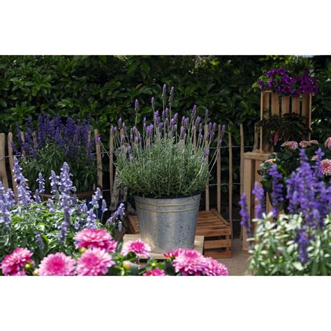 Lavandula Stoechas La Diva Imperial Products D Mmen Orange