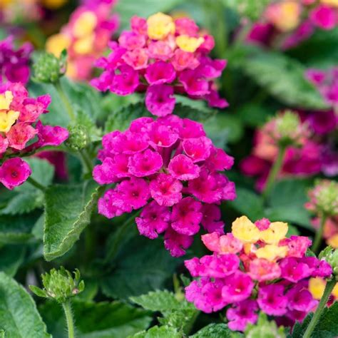 Lantana | White Flower Farm