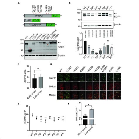 Pank Mutants Disturbed The Protein Expression And Mitochondrial