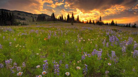 Wildflowers Meadow Wallpapers Wallpaper Cave