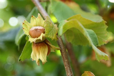 How To Harvest Hazelnuts Gardeners Path