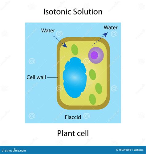 Isotonic solution stock illustration. Illustration of adaptation ...