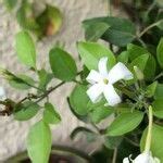 Jasminum Grandiflorum L Catalonian Jasmine World Flora Pl Ntnet