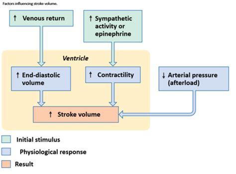 Cardiovascular System Overview Part 3 Cardiac Output And Its Controls