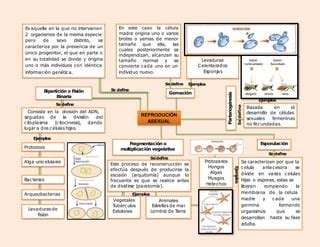 Mapa Conceptual Reproduccion Asexual Pptx