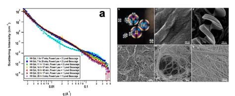 Neutron Scattering Explores the Intricacies of Fibre Formation ...