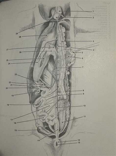 Figure 7 6 Necturus Female Ventral View Of Pleuroperitoneal Cavity