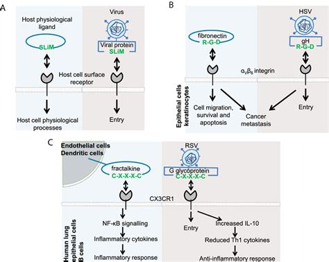 Viral Mimicry Of Host Slims For Entry Into Host Cells A Viruses Often