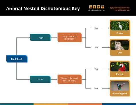 Animal Nested Style Dichotomous Key Template Venngage