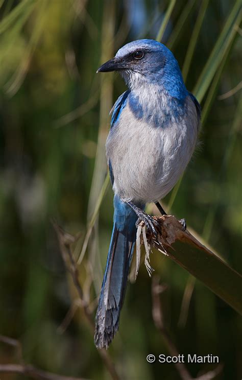 Florida Scrub Jay | Scott Martin Photography