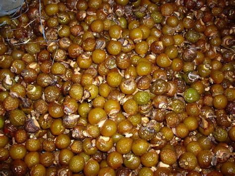 Lerak Soapnut: Buah Lerak (Sapindus Mukorossi) / Young Soapnut