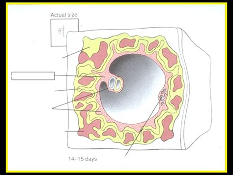 Extraembryonic Membrane Formation Diagram | Quizlet