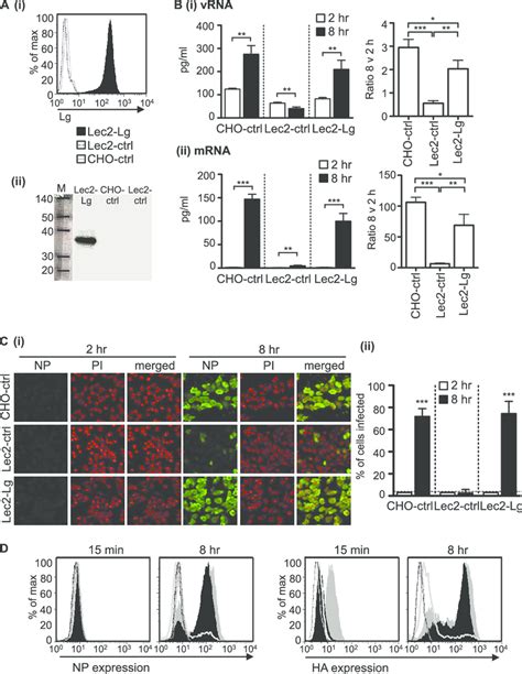 Expression Of Langerin By Sia Deficient Lec Cells Results In