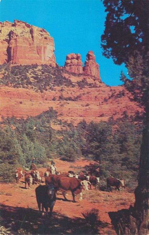 Cattle Are Grazing In The Desert Near Red Rocks