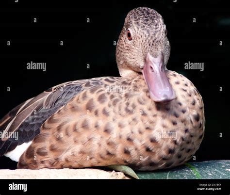 Madagascar Or Bernier S Teal Anas Bernieri Stock Photo Alamy